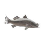 Barramundi Fish Wall Sculpture Resin, Silver Leaf